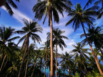 Low angle view of coconut palm trees against sky