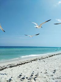 Seagulls flying over beach against sky