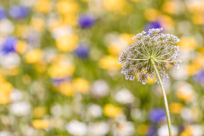 Close-up of purple flowering plant