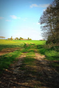 Scenic view of field against sky