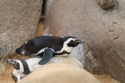 Close-up of duck on rock