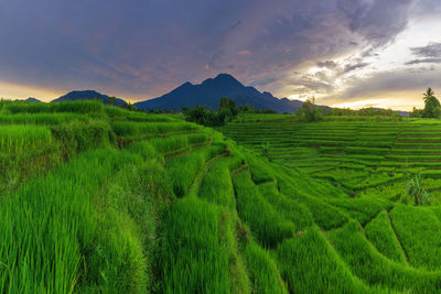 Panoramic view of the morning light and clear sky flushing over the green rice fields