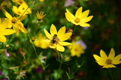 Close-up of bee on yellow flower