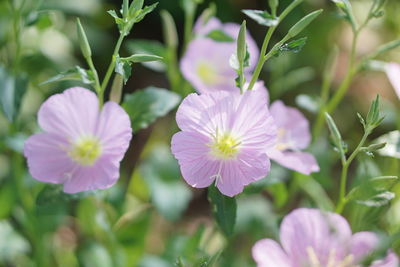 Close-up of purple flowers blooming in park