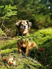 Portrait of dog on field