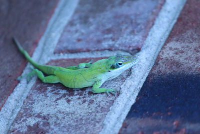 High angle view of lizard on wall