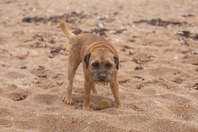 Dog standing on sand