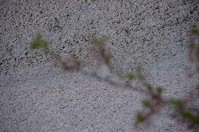 Close-up view of leaf