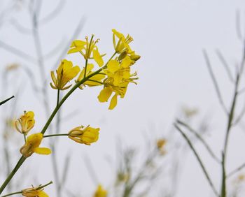 Close-up of yellow flowering plant