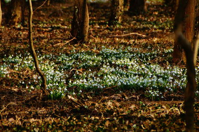 Close-up of trees in forest