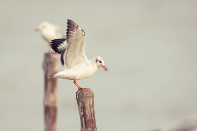 Close-up of bird perching outdoors