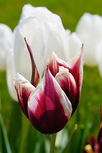 Close-up of pink tulip