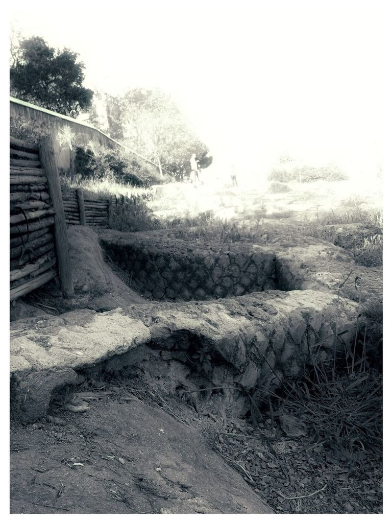 transfer print, auto post production filter, tree, abandoned, field, nature, day, sky, clear sky, plant, fence, built structure, outdoors, tranquility, no people, architecture, wall - building feature, sunlight, tranquil scene, landscape