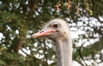 Close-up of bird against blurred trees