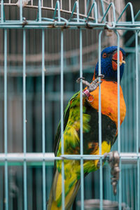 View of bird in cage