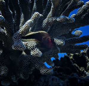 Close-up of fish swimming in sea