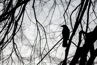 Low angle view of silhouette birds perching on bare tree