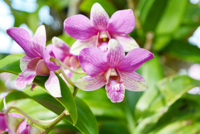 Orchid Beauty