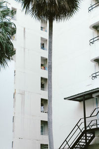 Palm trees against building