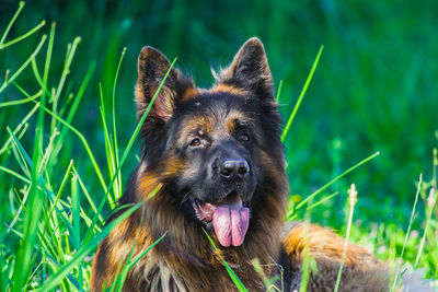 Portrait of a dog