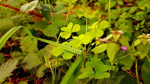 Close-up of insect on leaves