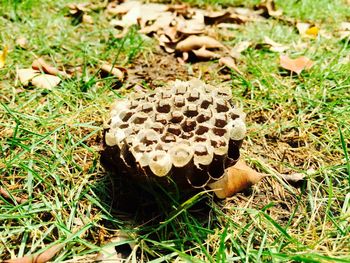 Close-up of mushroom on grassy field