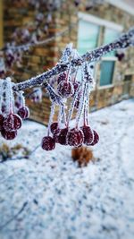 Close-up of frozen plant