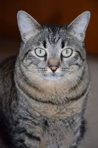 Close-up portrait of tabby cat