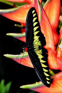 Close-up of butterfly pollinating flower