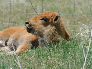 Close-up of sheep on grass