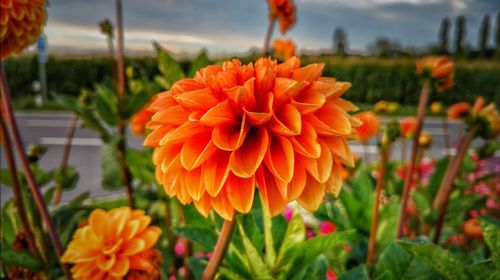 Close-up of orange flowers blooming outdoors