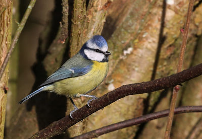 Close-up of bird perching on branch