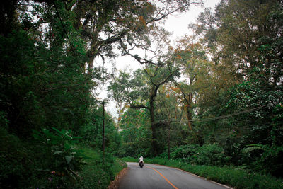 Rear view of people riding motorcycle on road amidst trees in forest