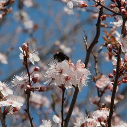 Close-up of cherry blossom