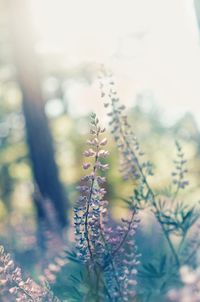 Close-up of flowering plant