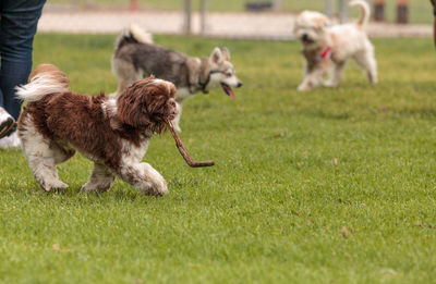 Dogs on grassy field