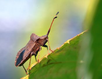 Close-up of insect on leaf