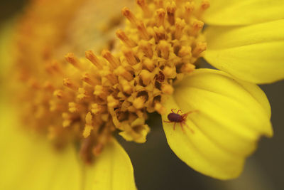 Close-up of yellow flower