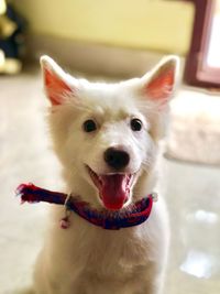 Close-up portrait of a dog