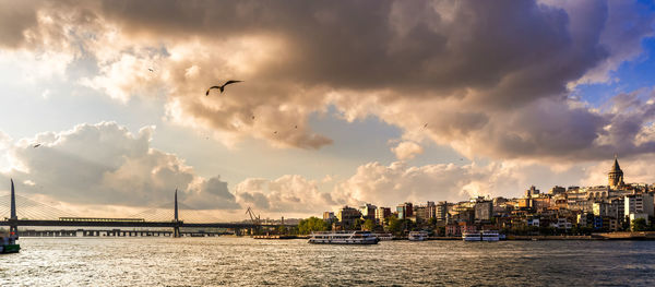 Birds flying over river in city