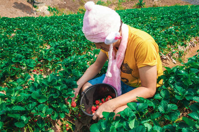 Man picking strawberries on agricultural field