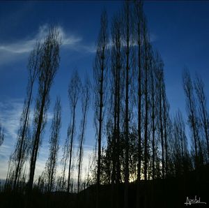 Low angle view of silhouette trees against blue sky