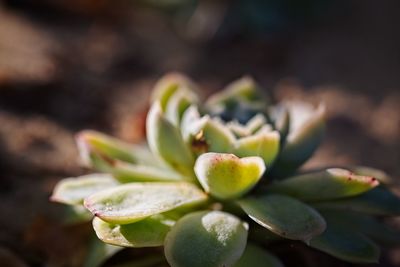 Close-up of succulent plant