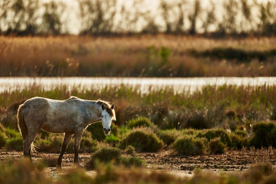 Side view of horse walking on field