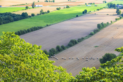 High angle view of agricultural field