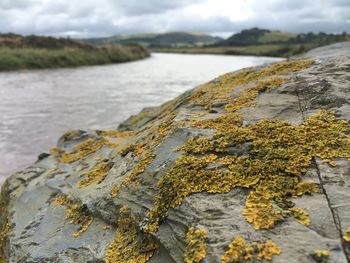 Close-up of lichen on rock against sky