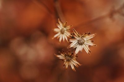 Close-up of white flowering plant