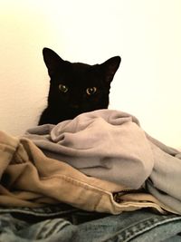 Close-up portrait of cat sitting on bed