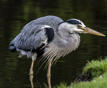 Close-up of heron in lake