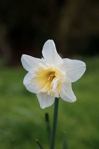 Close-up of white flowering plant